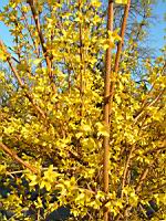 Forsythia Suspensa (fam Oleacees) (Chine) (Photo F. Mrugala) (2)